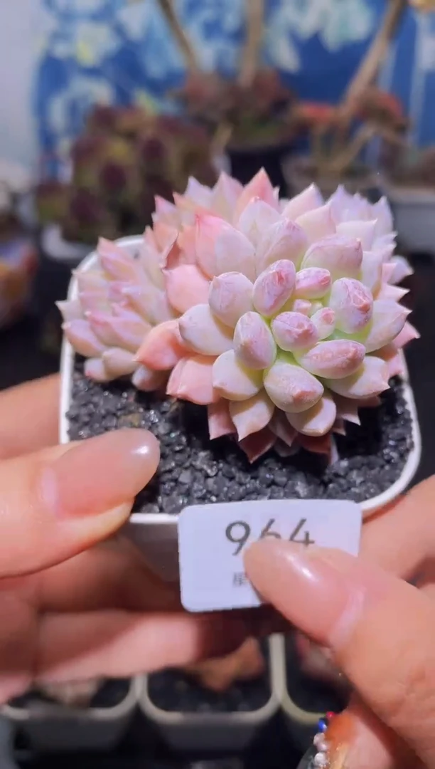 【闪购商品】964奶糖美人