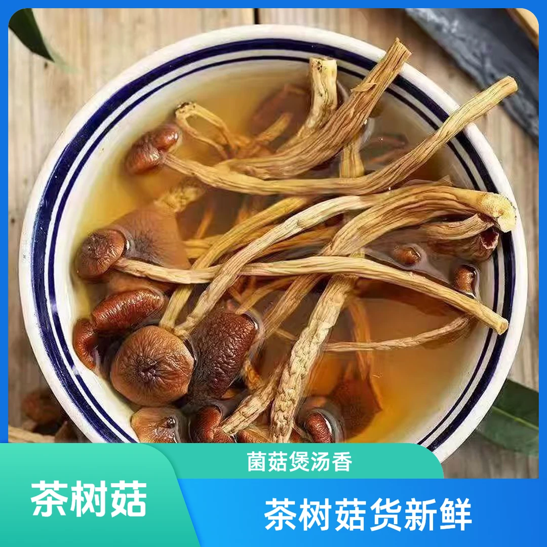 新货茶树菇古田农家新鲜不开茶树菇干货特产新菇菌菇煲汤毛重