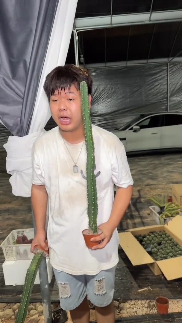2颗 秀普柱【带根】高40-60cm