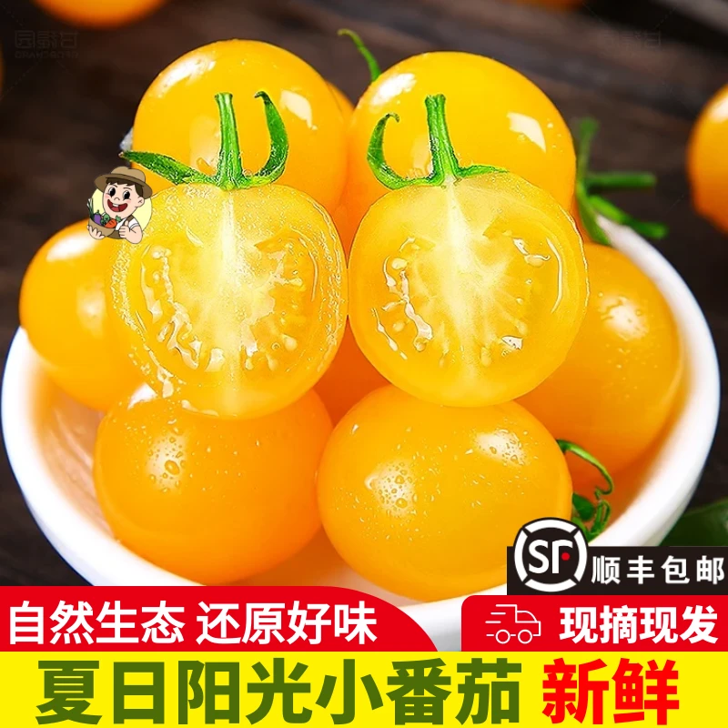 【现摘小番茄】夏日阳光小番茄寿光黄色圣女果千禧水果时令小柿子