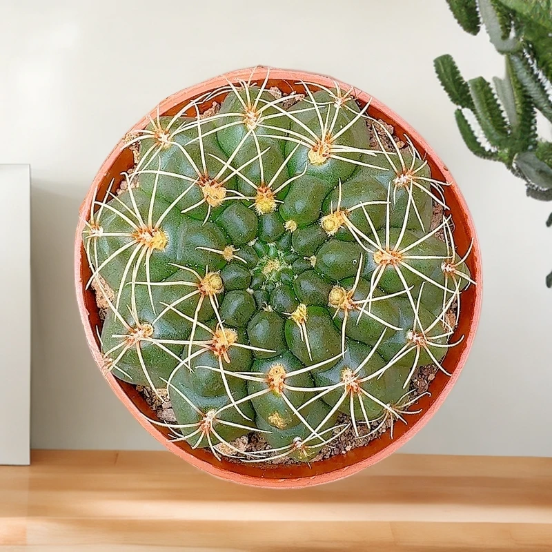 【绯花玉】仙人球盆栽好养桌摆美观办公室花卉绿植净化空气吸甲醛
