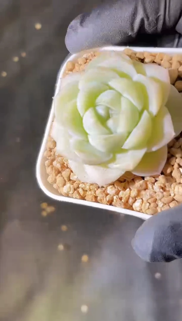 2670 白小纯2-3厘米 量拍发一颗