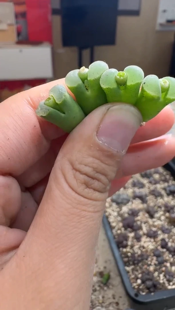 7-112多肉植物肉锥