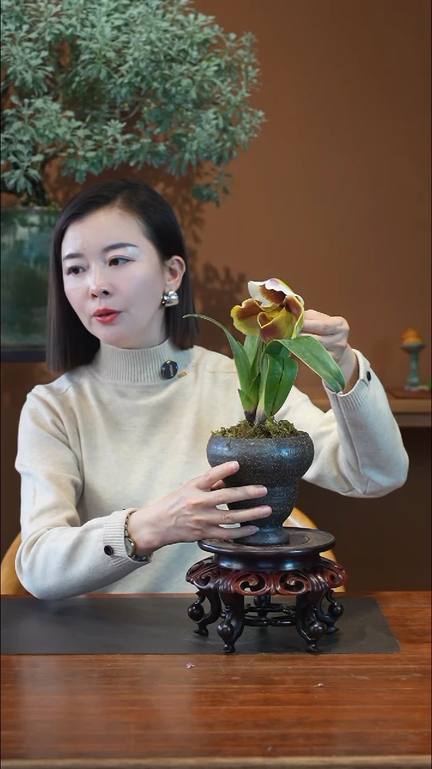 全部花朵红肉饼盆景盆景