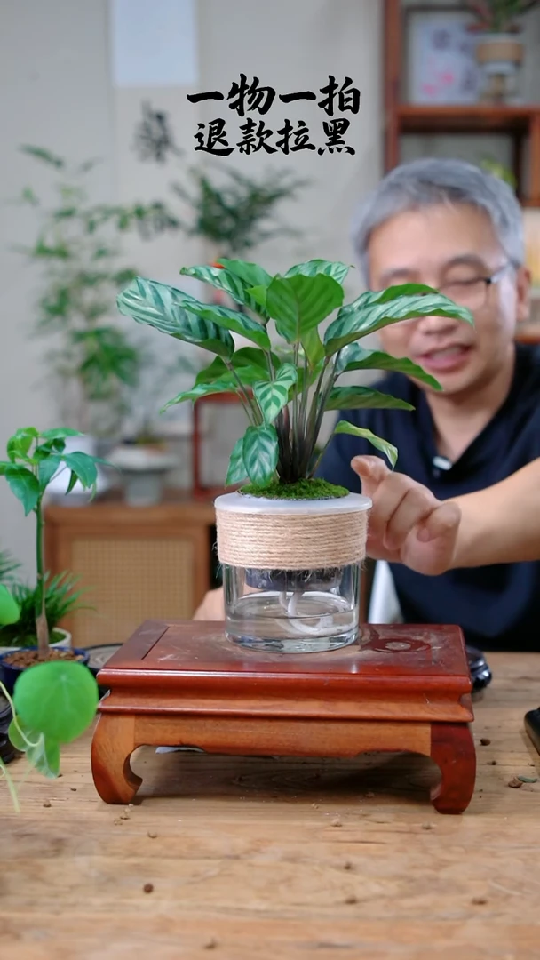 完全开放子*?竹芋575