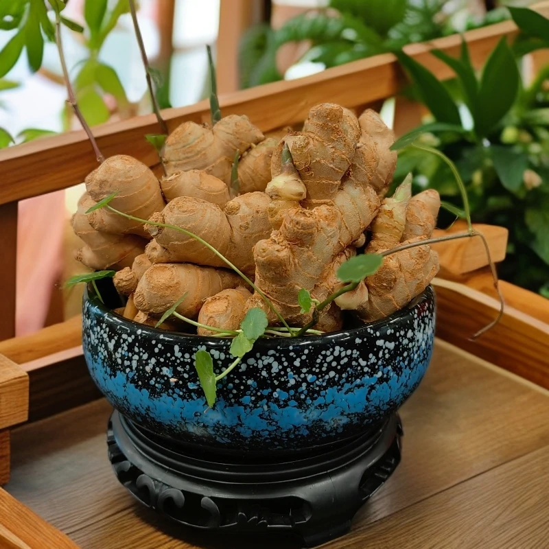 一桶姜山水培年宵盆景花卉生姜禄根灵草带芽种好禄根灵草盆栽