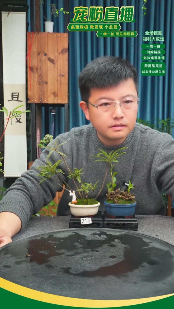 无花朵被****厨苔藓微景观215号