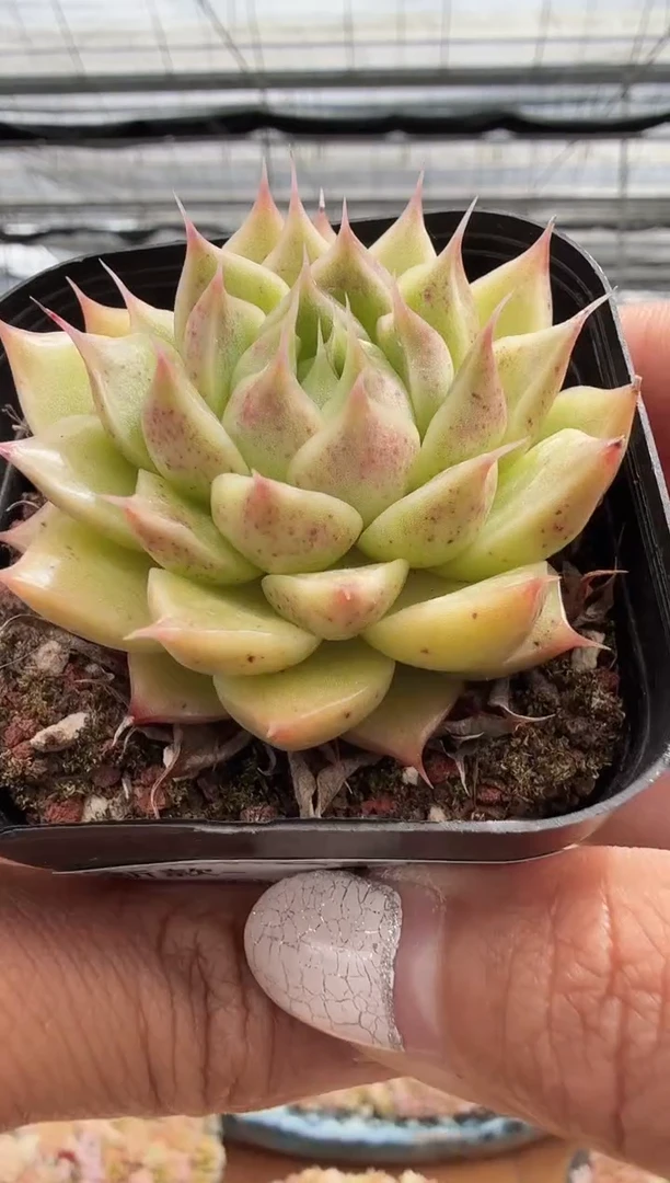 东云多肉园新款-163