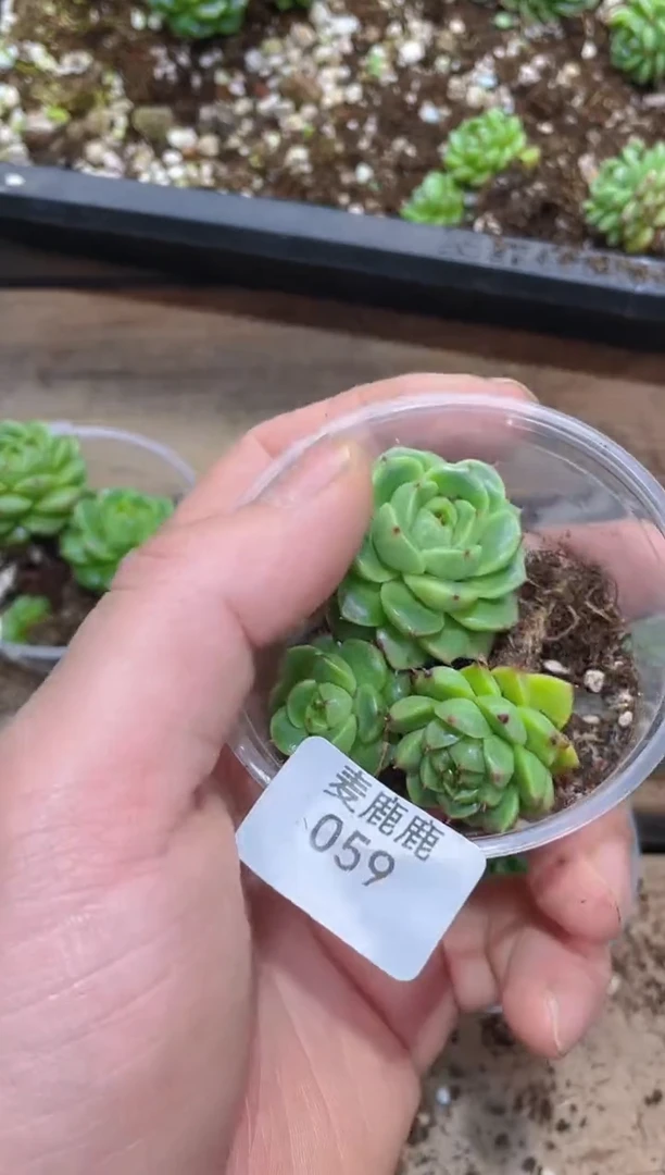 059翡皇5    单头量拍