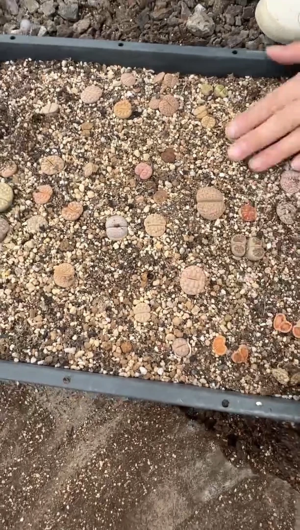 肉锥生石花脱土发10-215