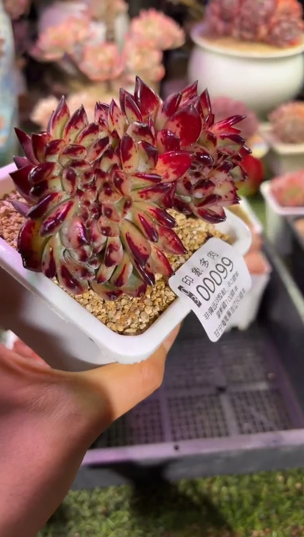 【闪购商品】00099