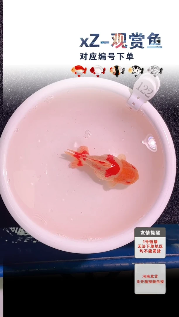 金鱼包装必拍未拍顺丰到付122号