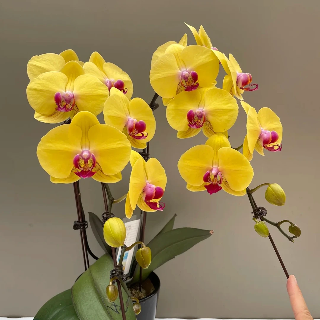 花购蝴蝶兰 随机开花品一颗 福利款介意勿拍