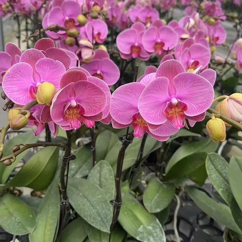 次日达【带花发货】蝴蝶兰带花剑 石榴水晶 精品冬季开花室内客厅阳台好养