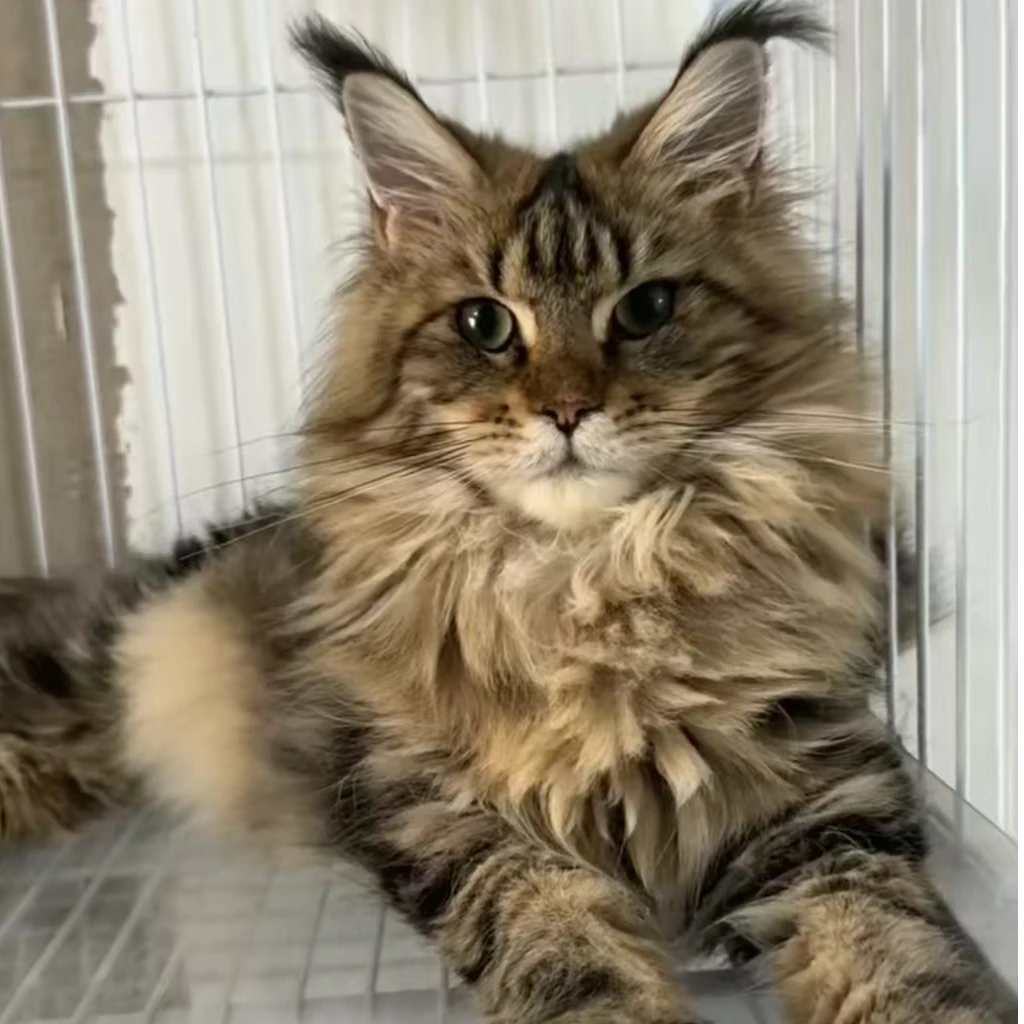 （涛涛北宠）T猫猫活体
