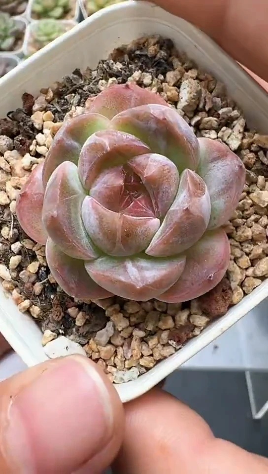 166F云禹多肉植物 默认脱土纸巾打包 3颗包邮