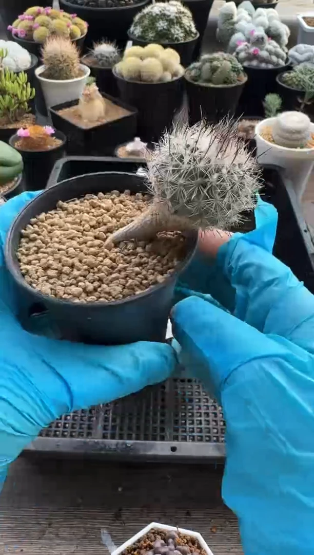 【闪购商品】大号实生赤花美珍玉（带盆）