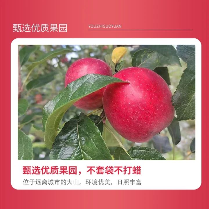 云南昭通红露丑苹果苹果口感丝滑脆甜产地果园直发产地直发丑苹果
