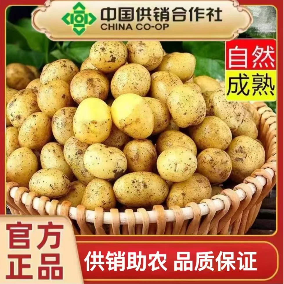 【黄心土豆】2025高山米拉土豆软糯香甜新鲜现挖现发农家自种洋芋