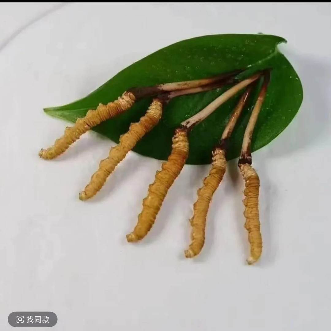 轩杞堂西藏那曲比如天然虫草 两根试吃装 滋补 高品质冬虫夏草