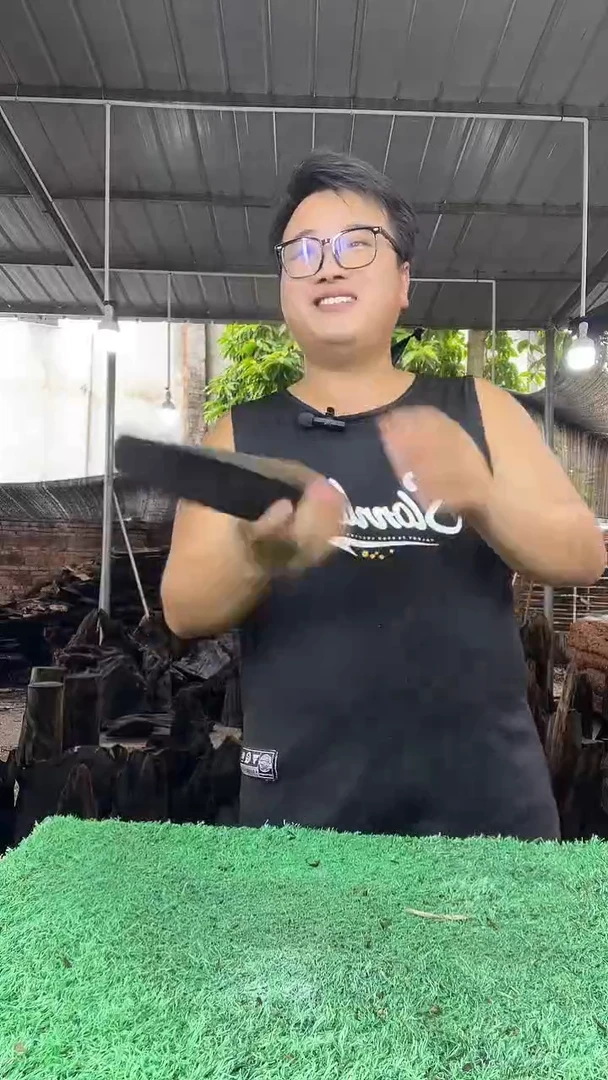 金丝楠小叶桢楠214