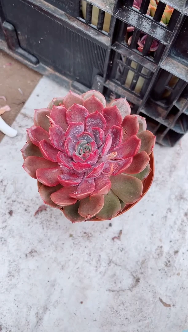 05135多肉植物一物一拍