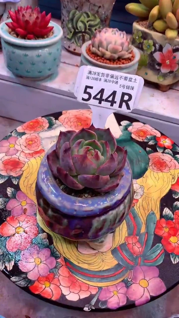 d****m544R（一物一拍，精品多肉，所见即所得 ）
