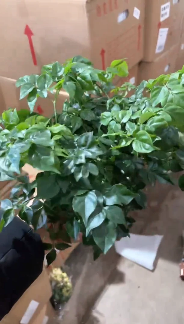 幸福树桌面盆栽30cm-只发新疆