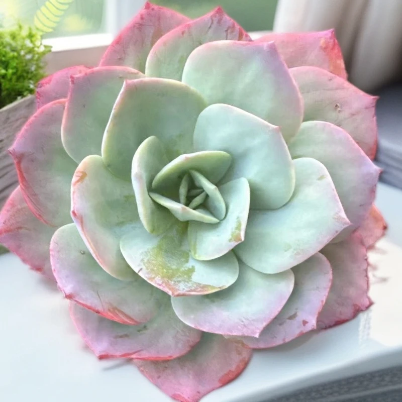（血凤）满19包邮多肉植物以直播间发货为准
