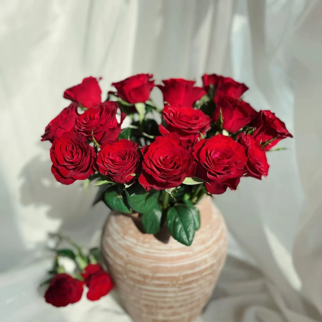 高原红单头玫瑰【2单顺丰或京东】云南鲜花室内水养真花原产地发货