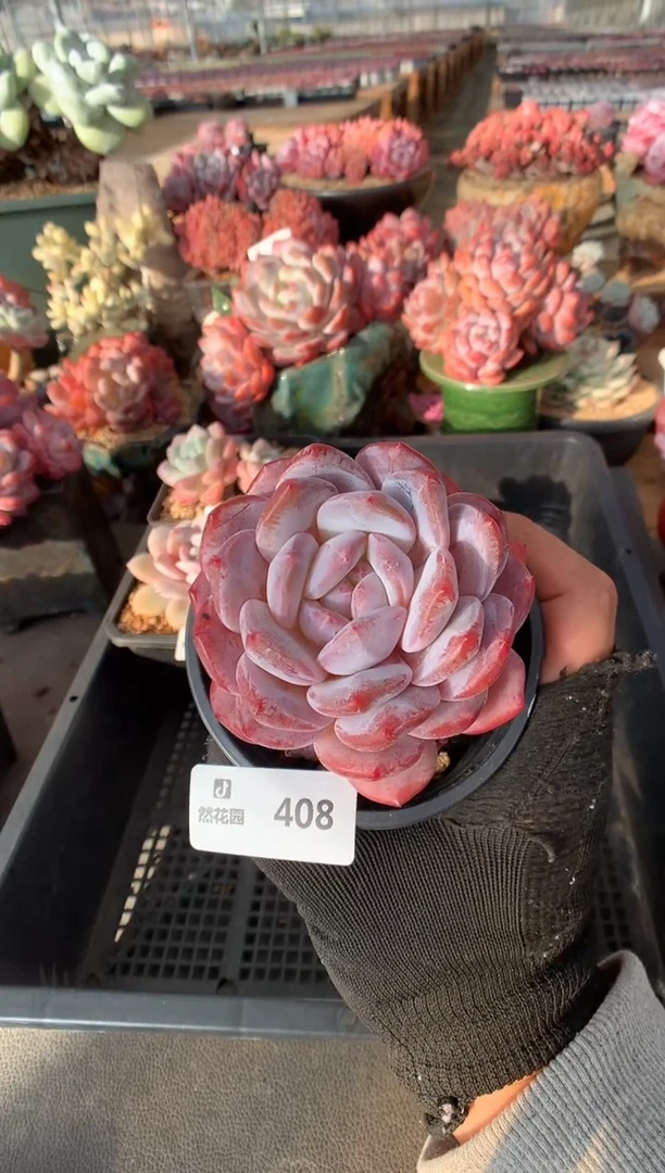 408星影一物一拍