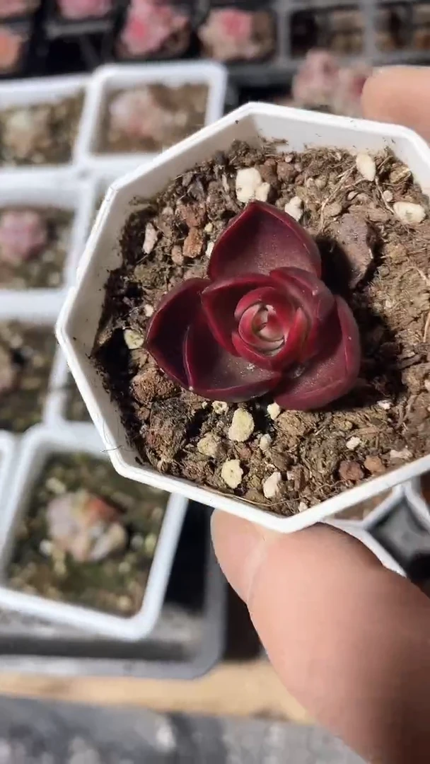 【闪购商品】八角杯红灯单头多肉