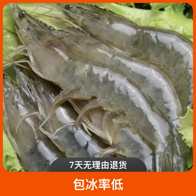 【二姐推荐】大连长海县本地野生海捕大虾17-19头/斤