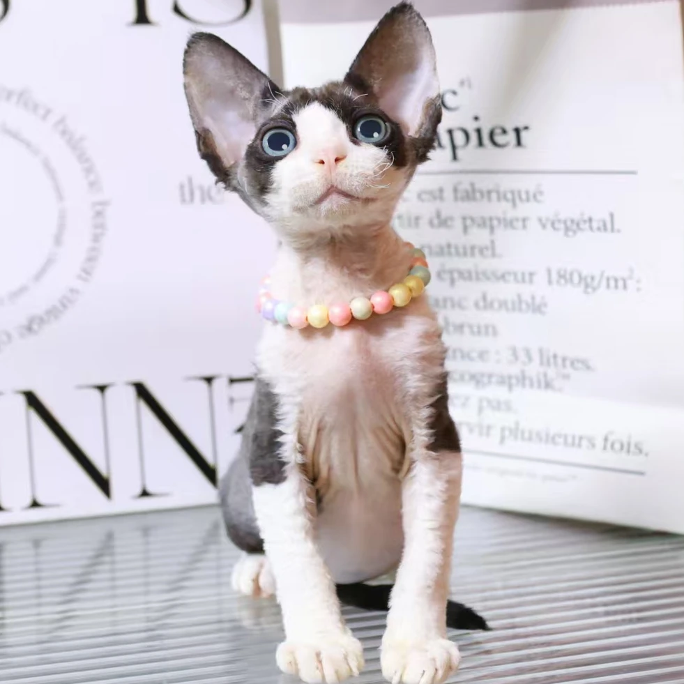 【蔚蓝】德文卷毛猫黑白开脸弟弟-闻闻
