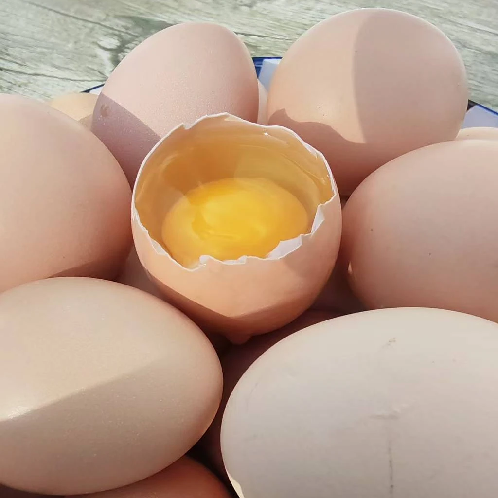 正经农村散养土鸡蛋溜达鸡蛋散养新鲜