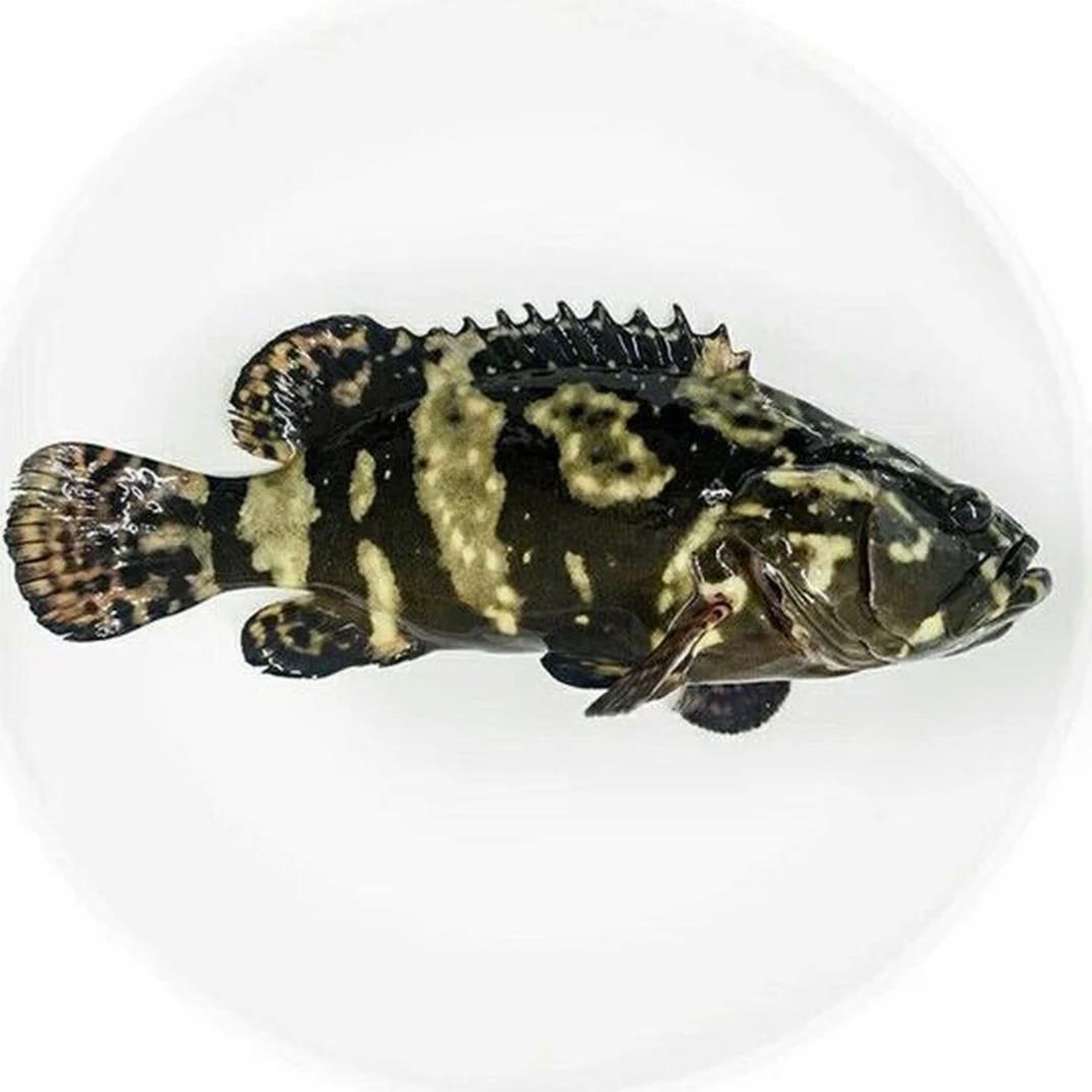 鲜活石斑鱼一条 2斤左右/条【保鲜保肥不包活】