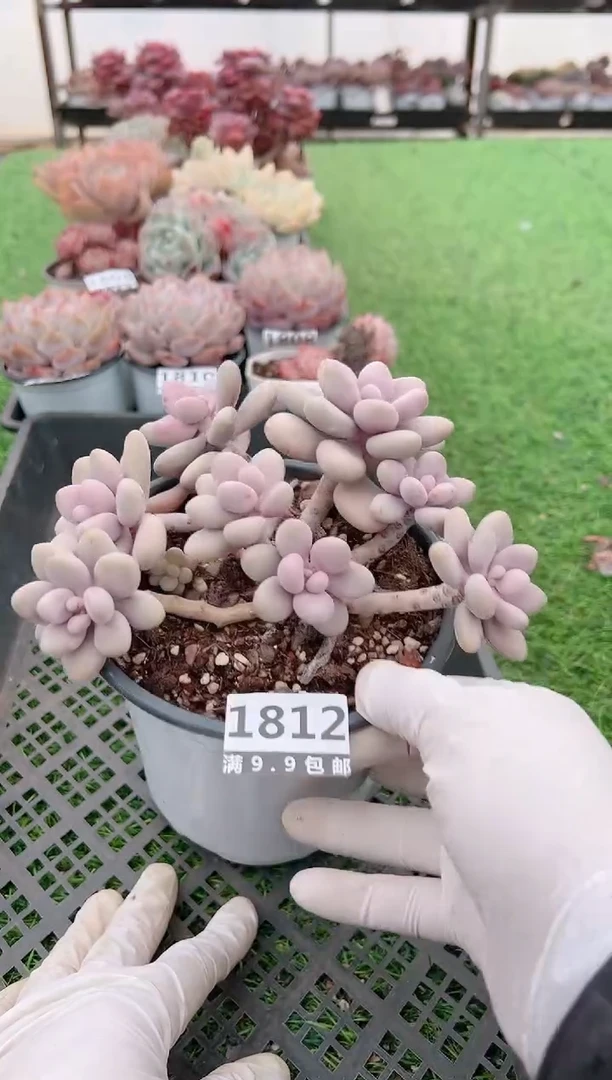 【闪购商品】信福多肉一物一拍