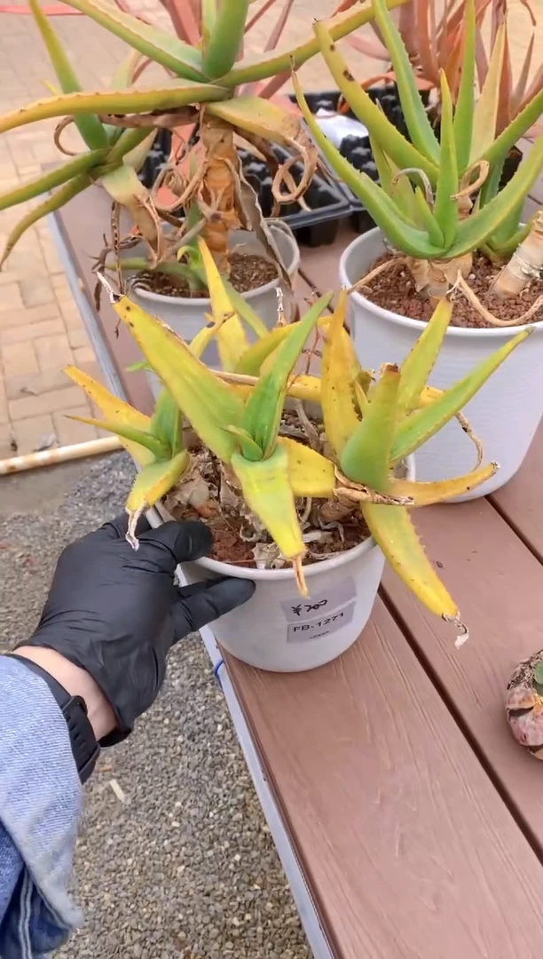 【闪购商品】原生芦荟脱土FB-1271