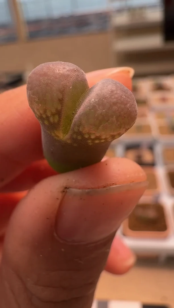美丽的肉石头-380