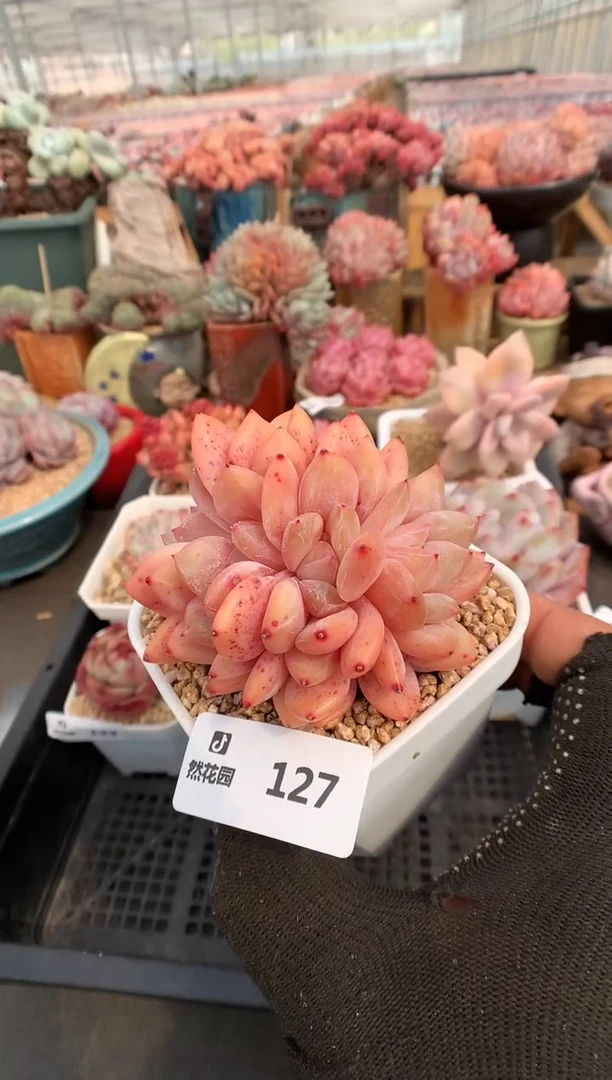 【闪购商品】127雪天使一物一拍