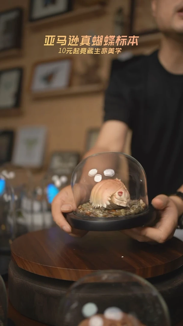 有机玻璃馒头蟹C14