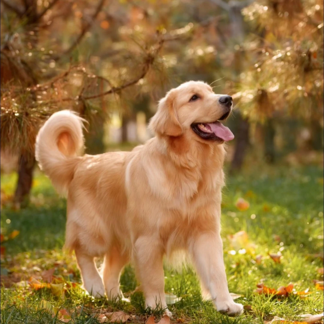 金毛幼犬活体宠物