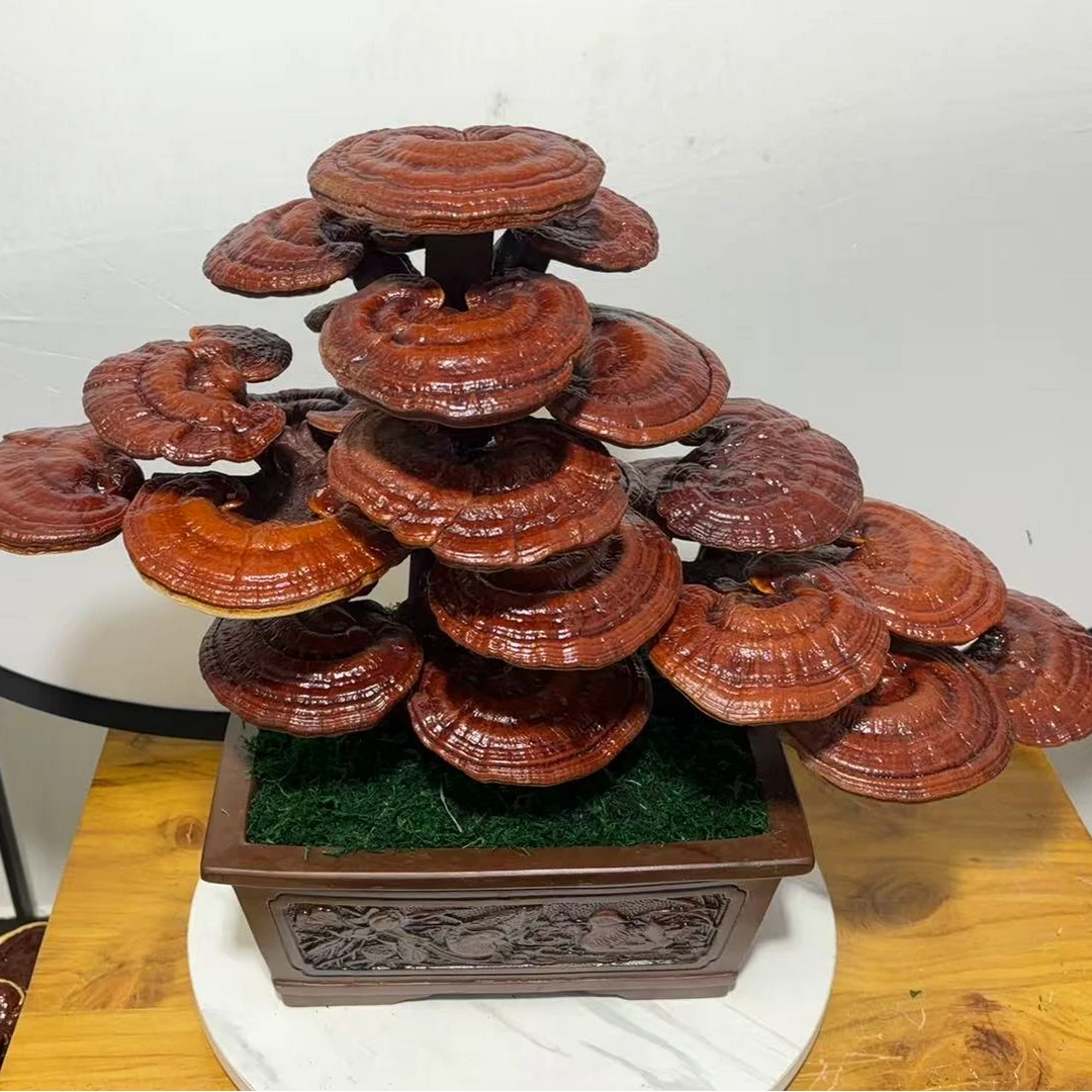 红芝迎客松造型盆景直播间一物一拍，可联系客服选购