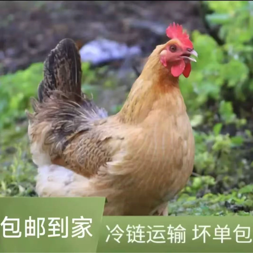 【顺丰/拍一发三】农家散养整只黑脚母鸡（带内脏鸡胗）