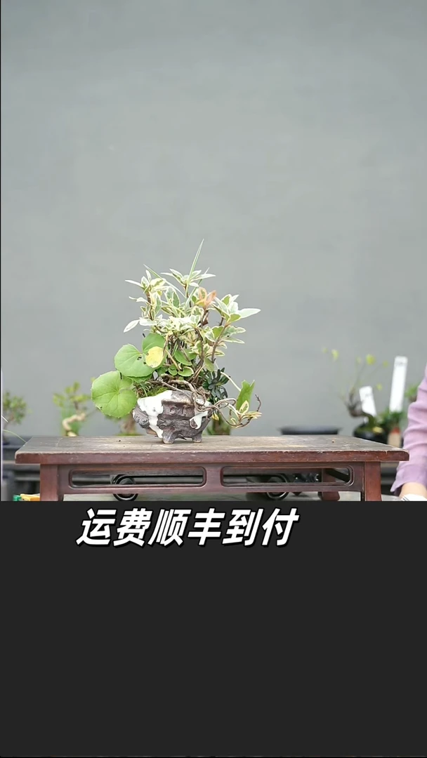 见***龙64