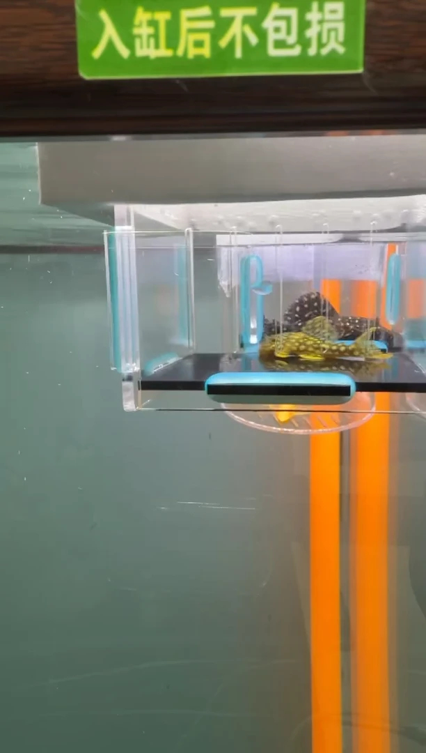 清道夫鱼20号014入缸不包损到货录制完整开箱视频4.8厘米