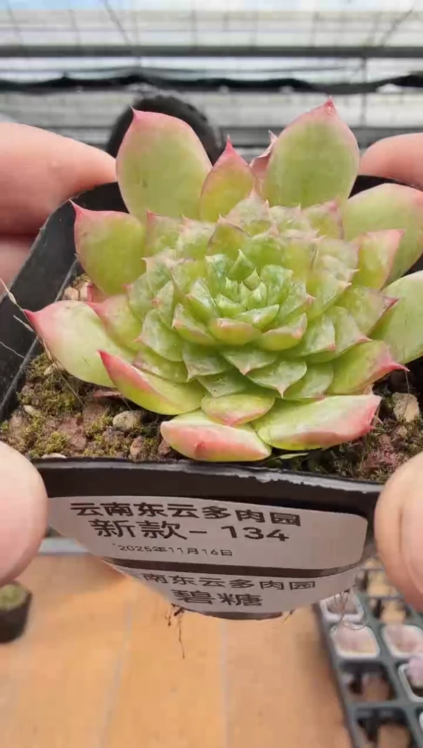 东云多肉园新款-134