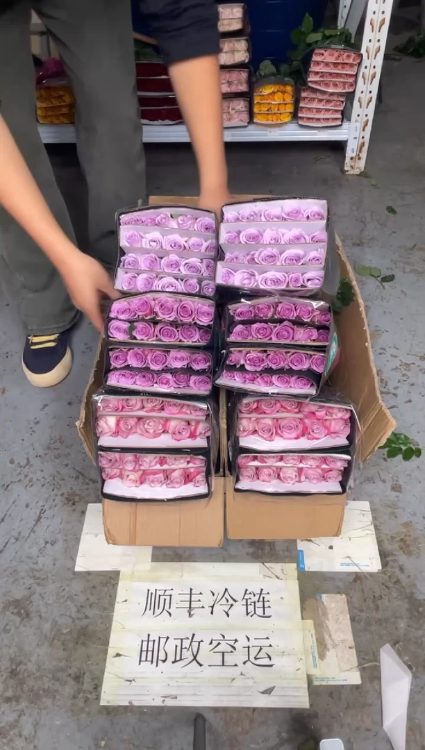 气场20枝+紫霞20枝+海洋之歌20枝