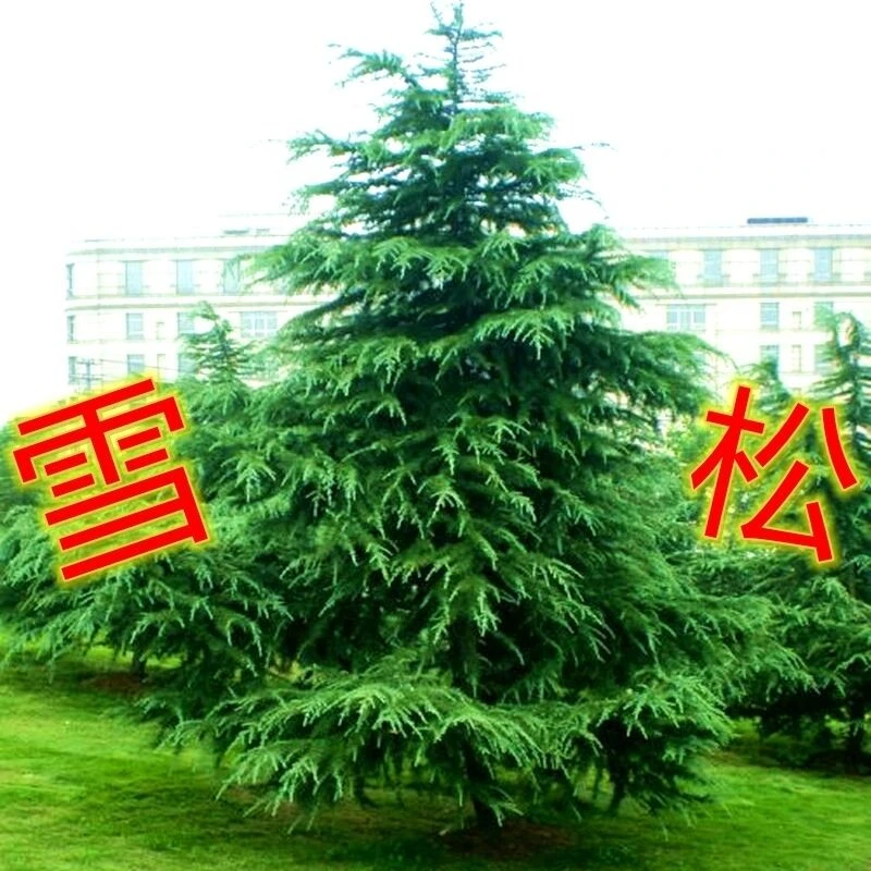 雪松树苗宝塔松圣诞树庭院名贵绿化苗木四季常青耐寒植物