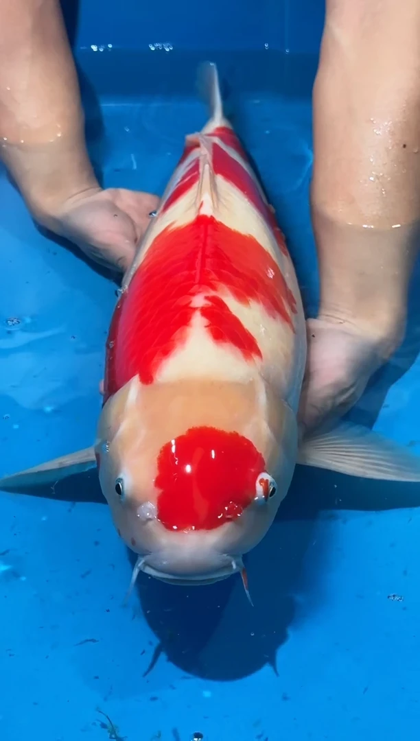 锦鲤佛山金隆锦鲤直播专用闪购链接，不支持7天无理由退货退款